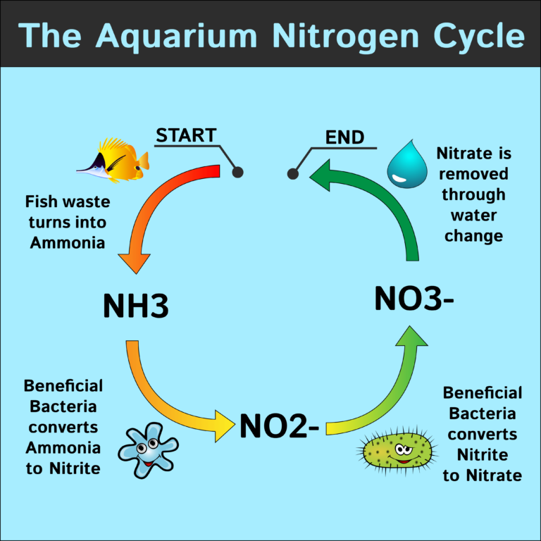 Picture of How to Cycle a Saltwater Aquarium: A Step-by-Step Guide – the Fish Tank ...